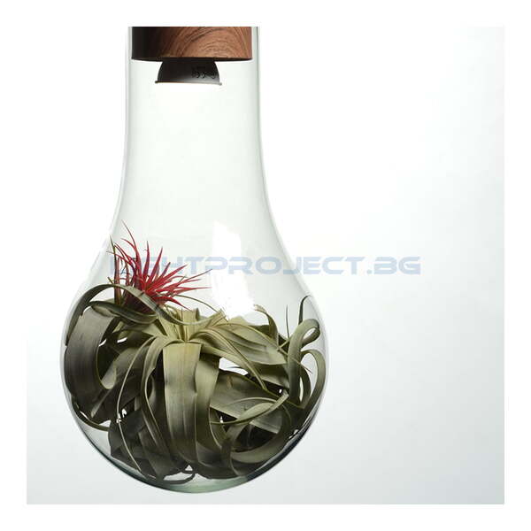 ACA LIGHTING ПЕНДЕЛ V120BU POTHOS